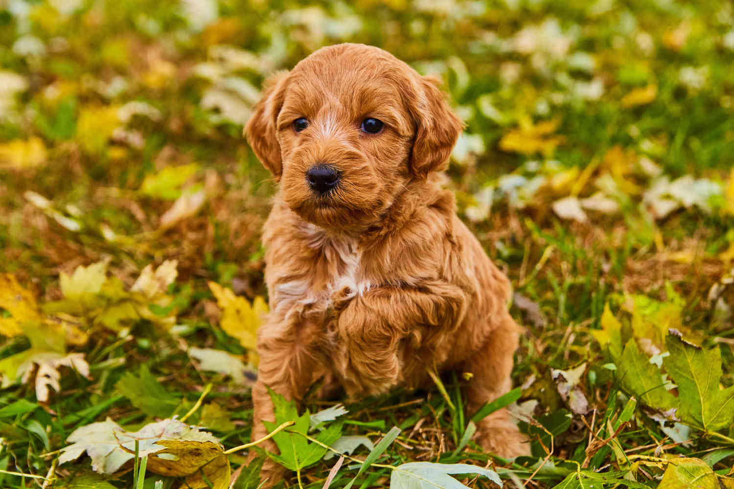 Mobility Assistance Dogs: The Benefits of Goldendoodles for People with Limited Mobility